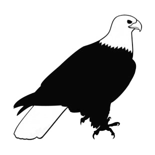 Bald eagle birds decals, decal sticker #15771